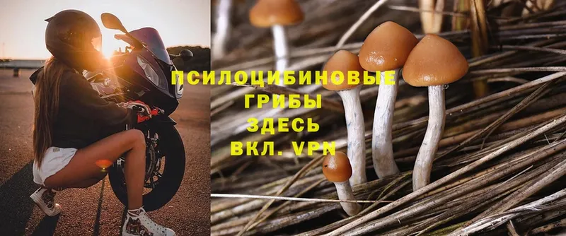 закладка  Славск  Галлюциногенные грибы MAGIC MUSHROOMS 